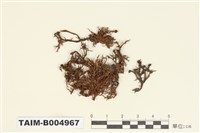 藏品(樹花屬)的圖片